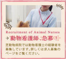 動物看護師、急募！芝動物病院では動物看護士の経験者を募集しています。詳しくは求人募集のページをご覧ください。